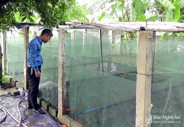 nuôi ếch làm giàu, nông dân làm giàu, nuôi ếch, sản xuất giống, sản xuất giống ếch, thủy sản