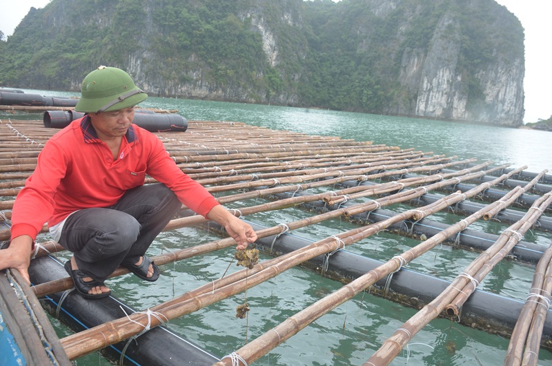 ống nhựa làm lồng nuôi, làm lồng nuôi bằng ống nhựa, lồng nuôi hàu bằng ống nhựa