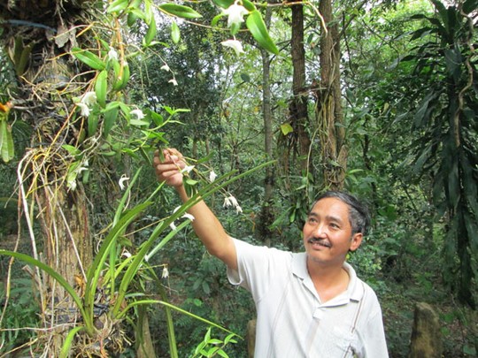 lan bạch câu