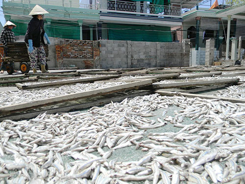 làng nghề cá cơm
