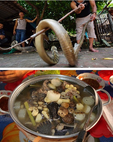 làng rắn hổ mang