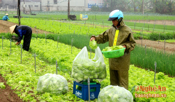 làng rau Quỳnh Lương