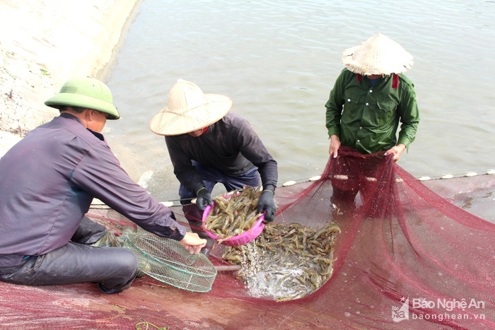 lắp ống dẫn nước biển về nuôi tôm