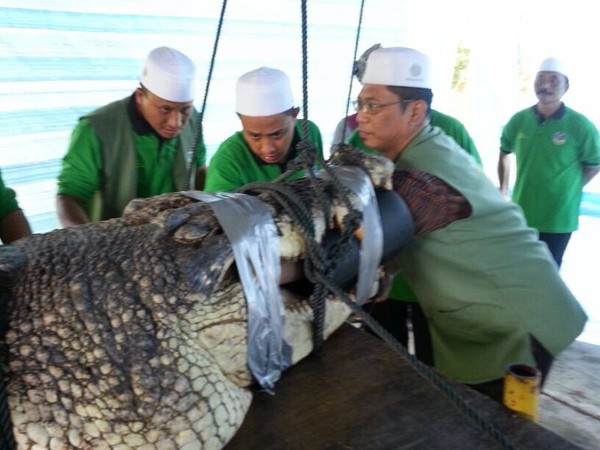 lấy phép chữa bệnh