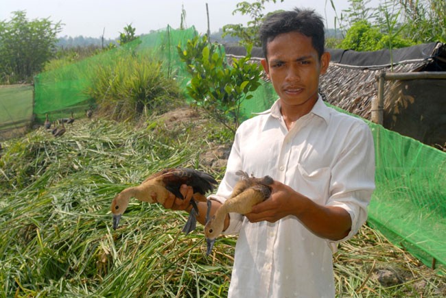 Nông dân người Chăm Sa Lê  ở xã Vĩnh Hanh, huyện Châu Thành, An Giang lại hứng thú với việc  nhân giống, nuôi hàng trăm con le le. Hiện anh đang sở hữu đàn le le 400 con. Chim le le nuôi 1 năm đạt trọng lượng bình quân 300 gram, giá bán một 1kg hiện  250.000 – 300.000 đồng. Sau khi  trừ chi phí , mỗi năm anh Sa thu lãi 150 triệu đồng.