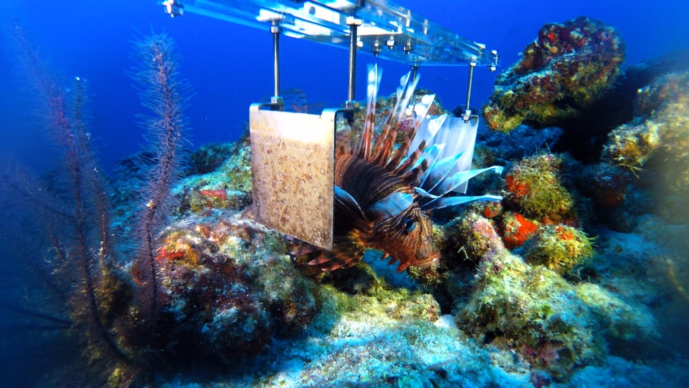 Dự án chế tạo robot tiêu diệt cá mao tiên(Lionfish)