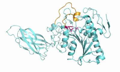 enzyme với động vật thủy sản, enzyme động vật thủy sản, thủy sản, lipase