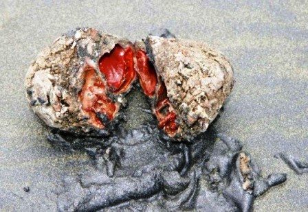 Pyura chilensis chỉ xuất hiện ở bờ biển Peru và Chile.