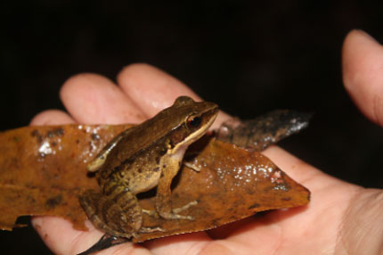 Một loài ếch lạ ở Khu bảo tồn Vũ Quang. Ảnh: Quốc Tuấn.