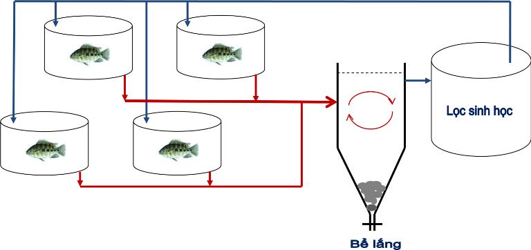 lọc nước bằng cá rô phi