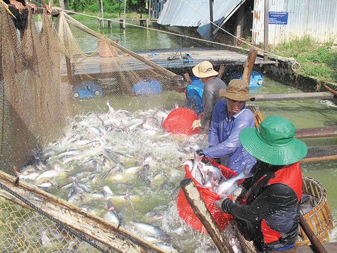 An Giang, cá tra, doanh nghiệp, lợi thế, ngành hàng cá tra, VASEP, xuất khẩu, xuất khẩu cá tra, thủy sản