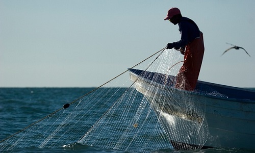 lưới rê bắt cá