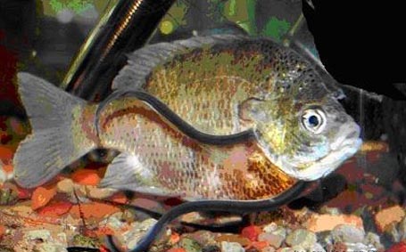 Chúng thường thâm nhập vào khe mang của các loài cá khác để hút máu.