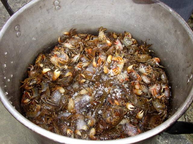 bắt cáy đêm hè, bắt cáy, mùa bắt cáy, mùa cáy, mắn cáy