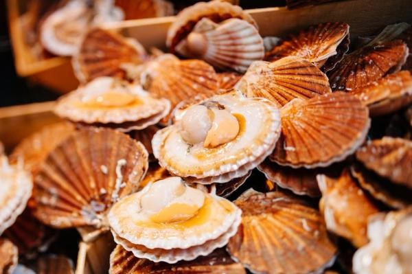 Marennine, Marennine trong nuôi trồng thủy sản, nguyên liệu thủy sản, 