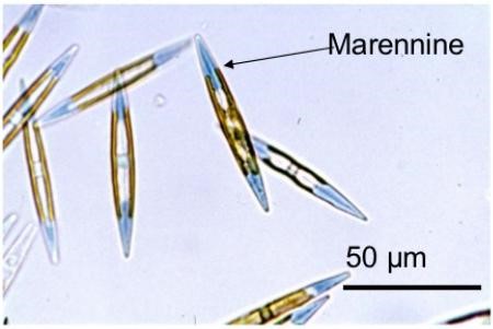 Marennine, Marennine trong nuôi trồng thủy sản, nguyên liệu thủy sản, 