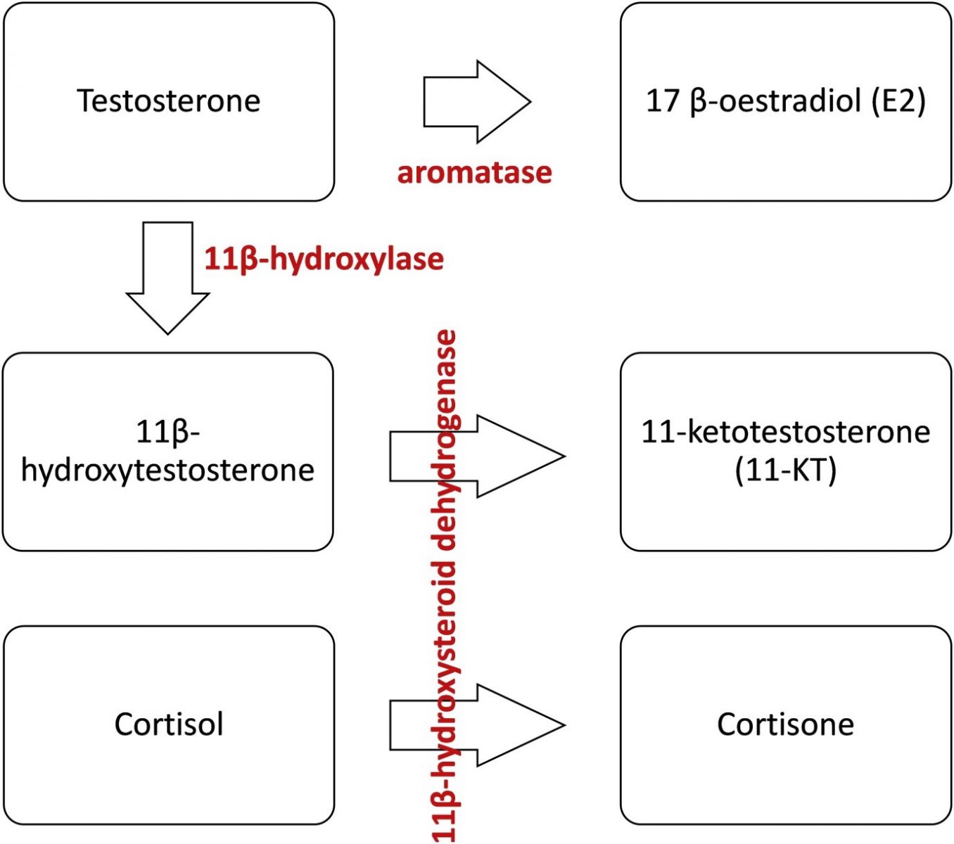 tác hại sử dụng hormone biến đổi giới tính cá, hormone biến đổi giới tính cá, hormone thủy sản