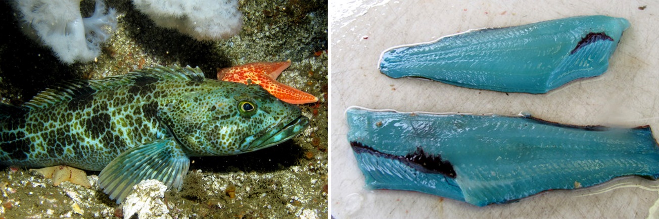 Tại sao thịt cá lại có nhiều màu sắc khác nhau?