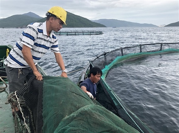 nuôi cá lồng, nuôi cá công nghệ Na Uy, công nghệ nuôi cá, nuôi cá, cá