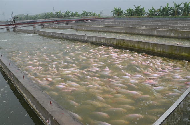 sông nhân tạo, hệ thống sông nhân tạo, mô hình nuôi cá, mô hình sông trong ao