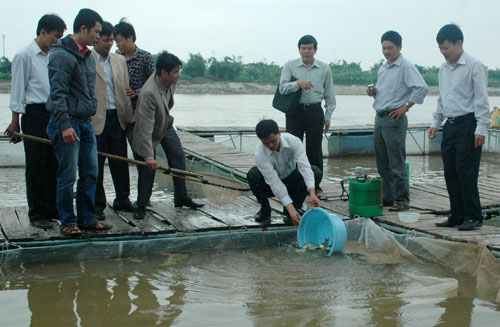 mô hình nuôi thương phẩm