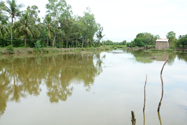 mô hình nuôi tôm, nuôi tôm quảng canh, nuôi tôm quảng canh ít thay nước, tổ hợp tác thủy sản, nuôi tôm