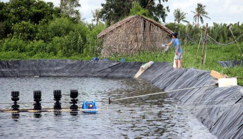 nuôi tôm siêu thâm canh, mô hình nuôi tôm, ngành tôm, nuôi tôm, mô hình nuôi tôm, mô hình nuôi tuần hoàn