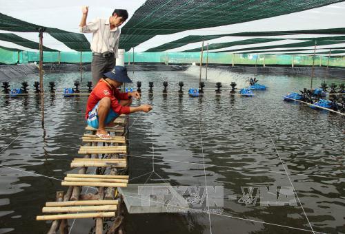 nuôi tôm siêu thâm canh, nuôi tôm siêu thâm canh Cà Mau, nuôi tôm, mô hình nuôi tôm