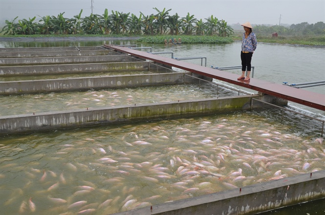 sông nhân tạo, hệ thống sông nhân tạo, mô hình nuôi cá, mô hình sông trong ao