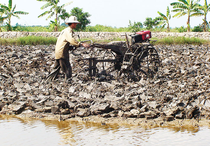 mô hình nuôi tôm, nuôi tôm, nuôi tôm sú - trồng lúa, nuôi tôm Cà Mau, hiệu quả nuôi tôm, mô hình nuôi tôm, tôm sú - lúa