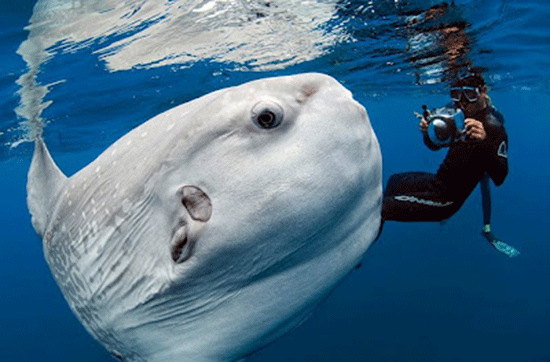 Vây lưng và vây hậu môn đều dài, cao và nằm gần cuối thân mình, vây ức thì nhỏ và tròn, vây đuôi chỉ là một dải hẹp, ít có tác dụng bơi lội.