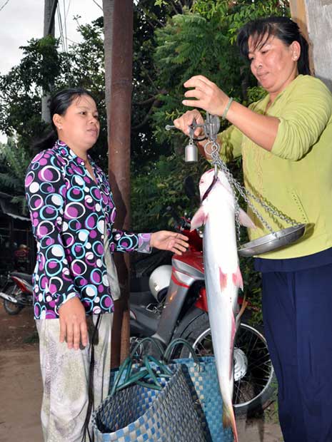 Tiểu thương mua cá liền nhưng không có cách bảo quản tốt số lượng lớn cá này để đưa về các quán ăn ở thành phố.