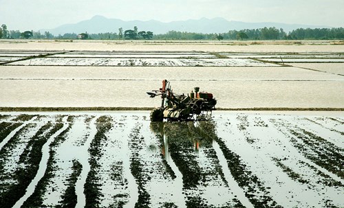 mùa nước nổi,đánh bắt cá, an giang, sông hậu, khai thác thủy sản, mùa nước lũ miền tây