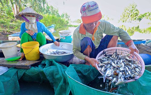 mùa nước nổi,đánh bắt cá, an giang, sông hậu, khai thác thủy sản, mùa nước lũ miền tây