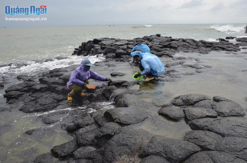 rau mứt, rau mứt Quảng Ngãi, đặc sản biển, đặc sản Quảng Ngãi, mùa rau mứt, khai thác rau mứt