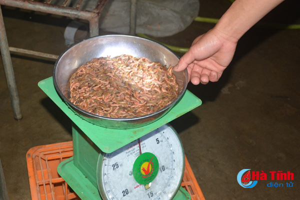 mùa rươi Hà Tĩnh, mùa rươi, rươi Hà Tĩnh, thủy sản