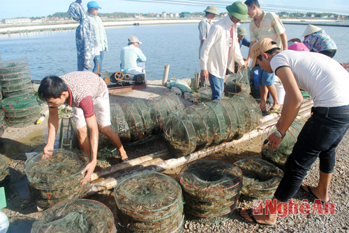 mua tôm tại ao