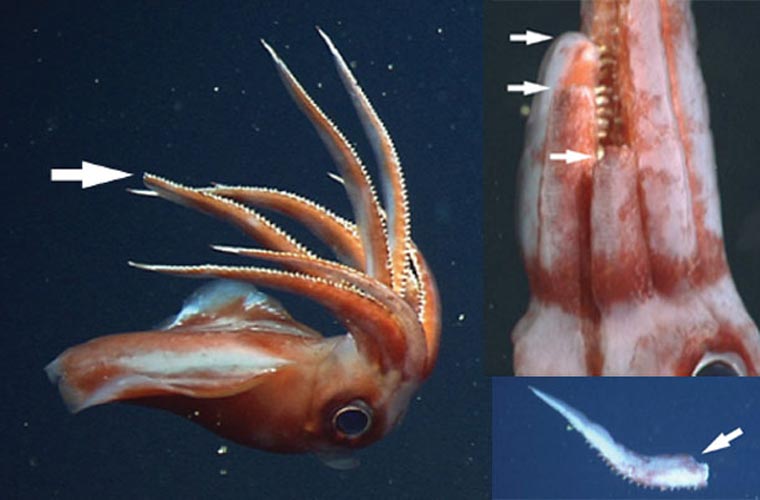 Mực ống Octopoteuthis deletron. Nhìn thoạt qua, mực ống Octopoteuthis deletron không có gì khác so với các loài mực ống thông thường, nhưng thực tế nó có một cơ chế phòng vệ rất đặc biệt. Khi bị tấn công, thay vì bỏ chạy, loài này tự cắt 1 xúc tu và dùng để tấn công lại kẻ thù, trong khi con mực thì bỏ trốn.