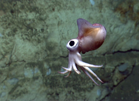 This squid is about 30cm long. They are a nocturnal hunter, only hiding in sand and mud during the day.