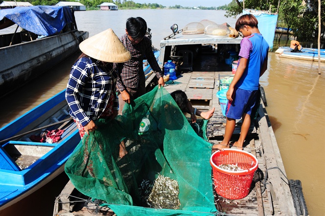 mưu sinh mùa nước lũ, mùa nước lũ miền tây, khai thác thủy sản, đánh bắt thủy sản