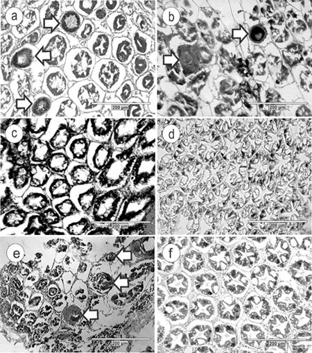 Hạt nano từ lá trà xanh, hạt nano lá xoan, hạt nano điều trị bệnh gan tụy trên tôm