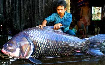 Cá chép khổng lồ sông Mekong. Dài 3 mét, nặng 300 kg