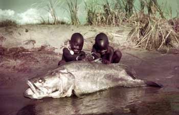 Cá rô sông Nile. Dài 2 mét, nặng 200 kg