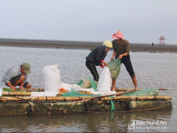 nuôi ngao ở nghệ an