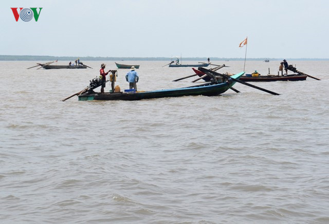 nghề đẩy ruốc, khai thác thủy sản, thủy sản, ruốc, chế biến thủy sản