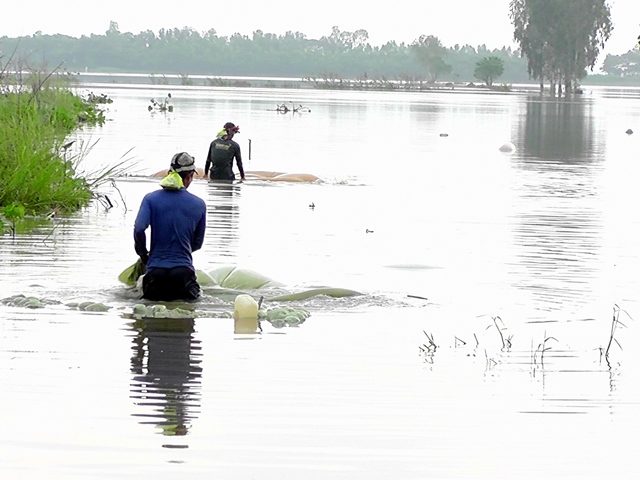 trứng nước, cá , thức ăn cho cá, nuôi cá giống, nghề kéo trứng nước, kéo trứng nước