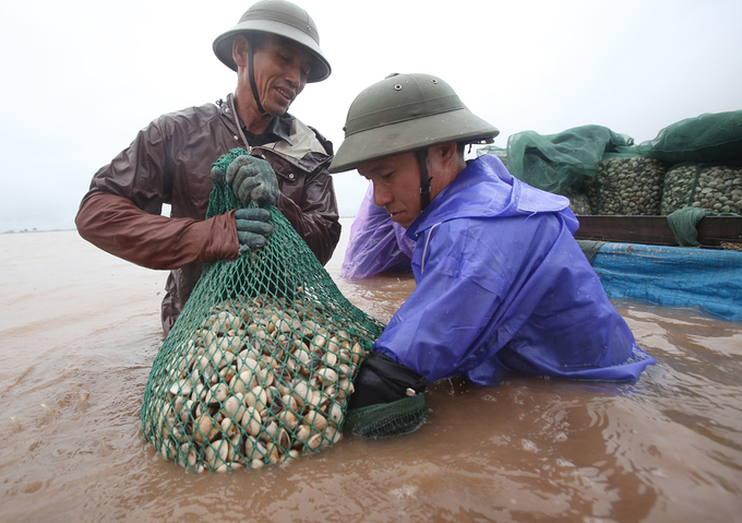 nuôi ngao, khai thác ngao, nghề nuôi ngao, nghề khai thác ngao