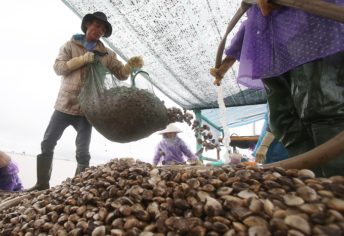 nuôi ngao, khai thác ngao, nghề nuôi ngao, nghề khai thác ngao