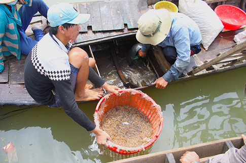 ngư dân cập bến