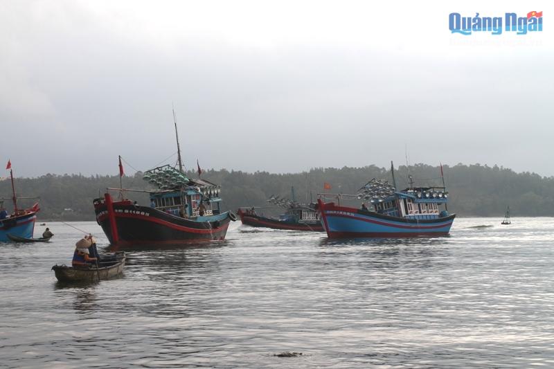 cá cơm, đánh bắt cá cơm, trúng đậm cá cơm, thủy sản, đánh bắt thủy sản